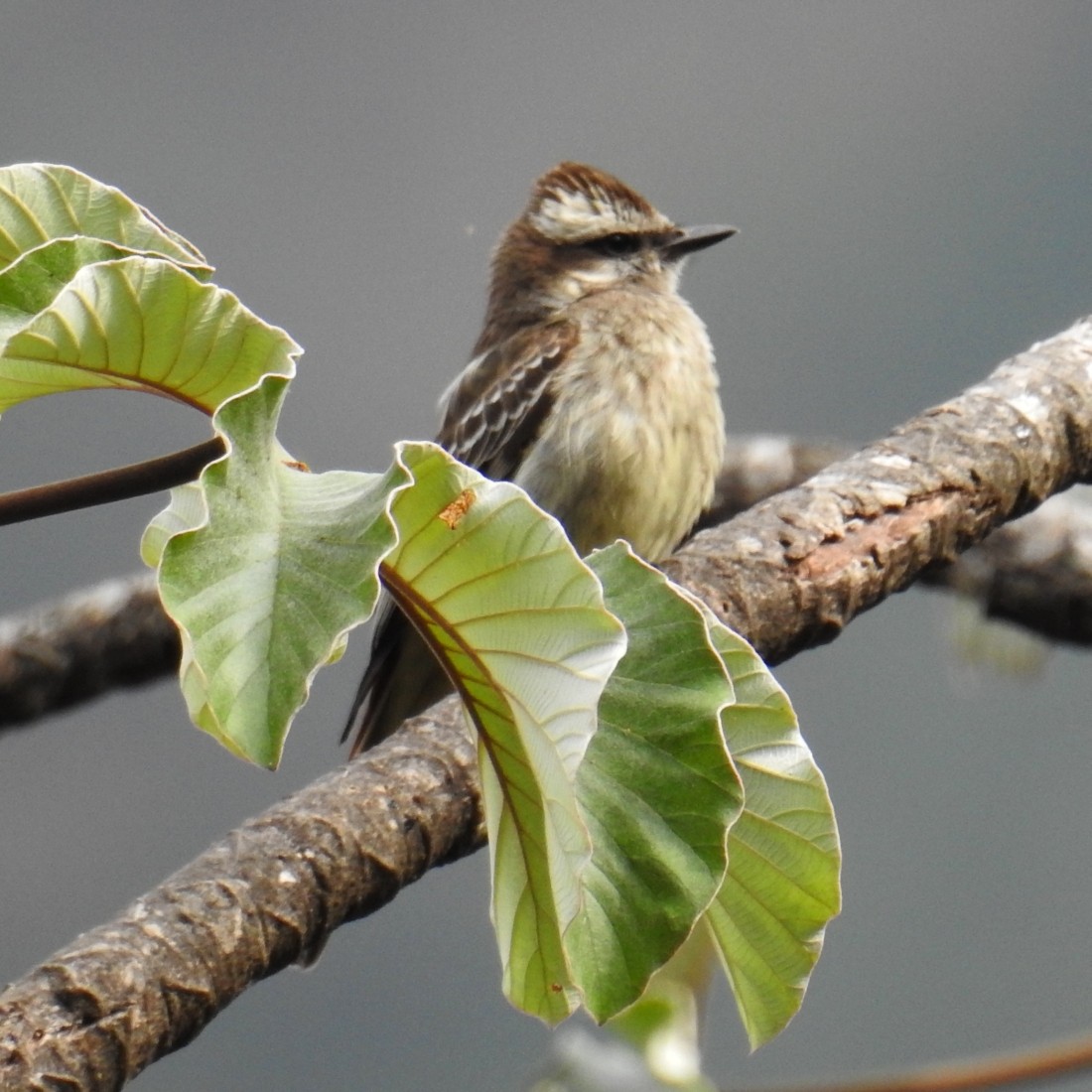 Variegated Flycatcher - Fernando Nunes