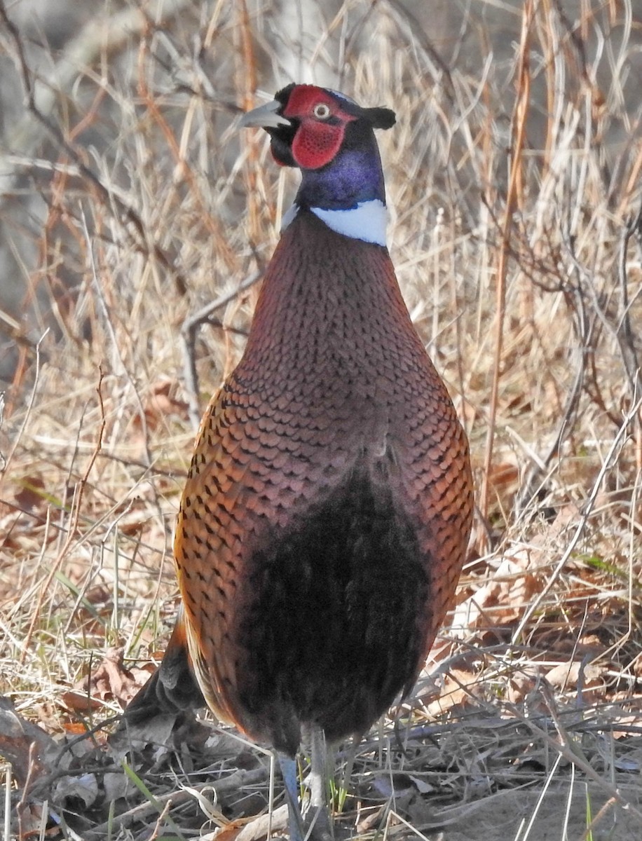 Ring-necked Pheasant - ML152897021