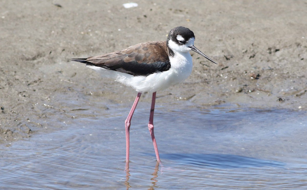 Black-necked Stilt - ML152897531