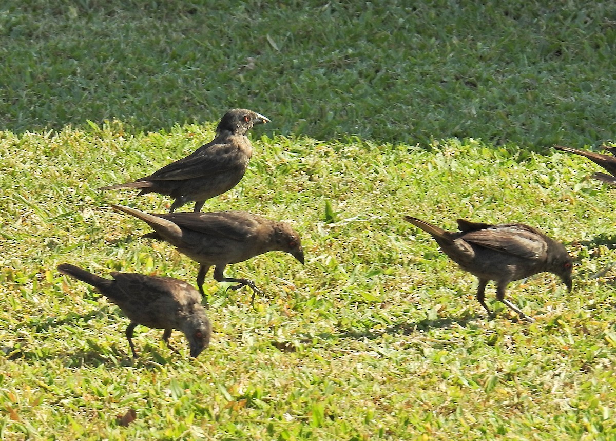 Bronzed Cowbird - ML152898261