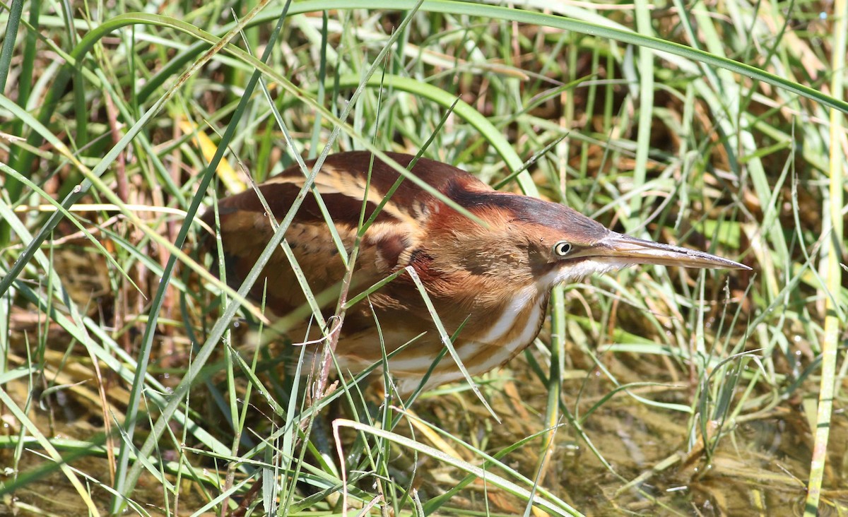 Least Bittern - ML152898461