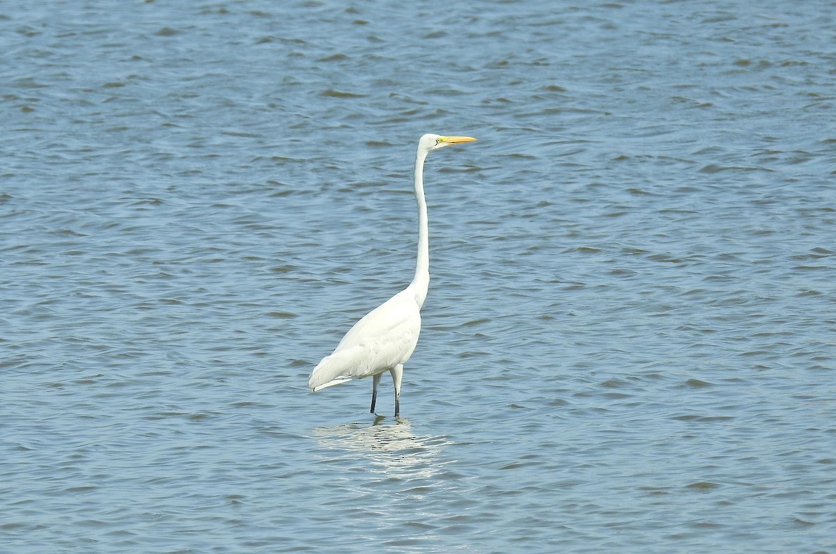 Great Egret - ML152898681