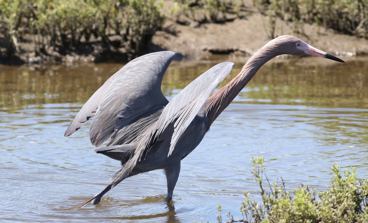 Reddish Egret - ML152898781