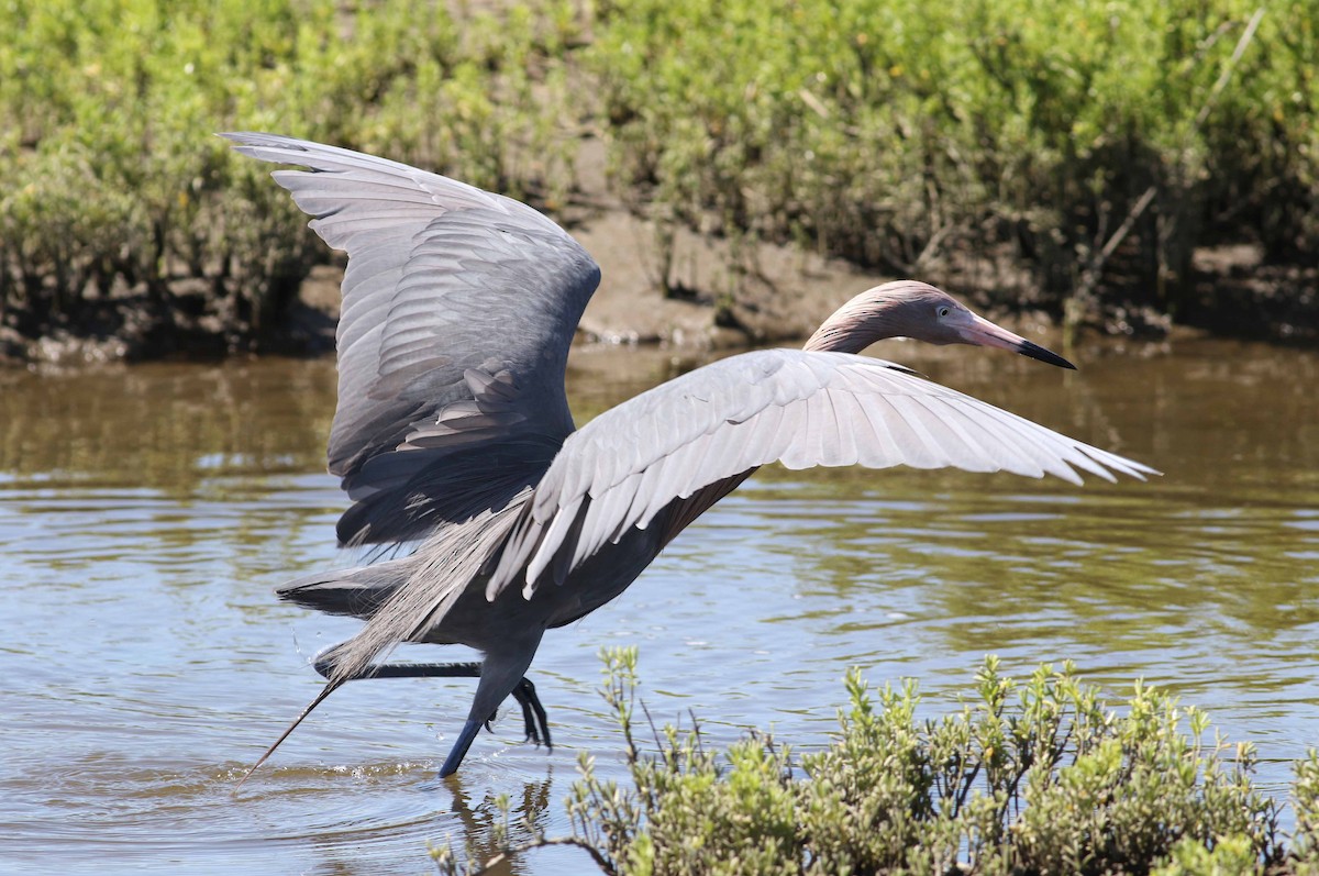 Reddish Egret - ML152898801