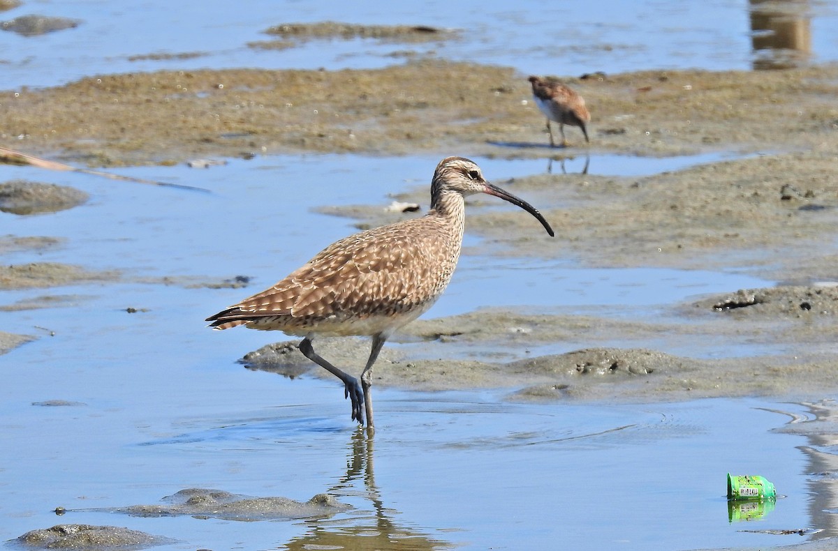 Whimbrel - ML152899761