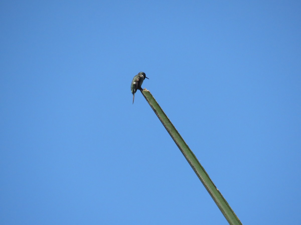 Colibrí Amatista - ML152899881