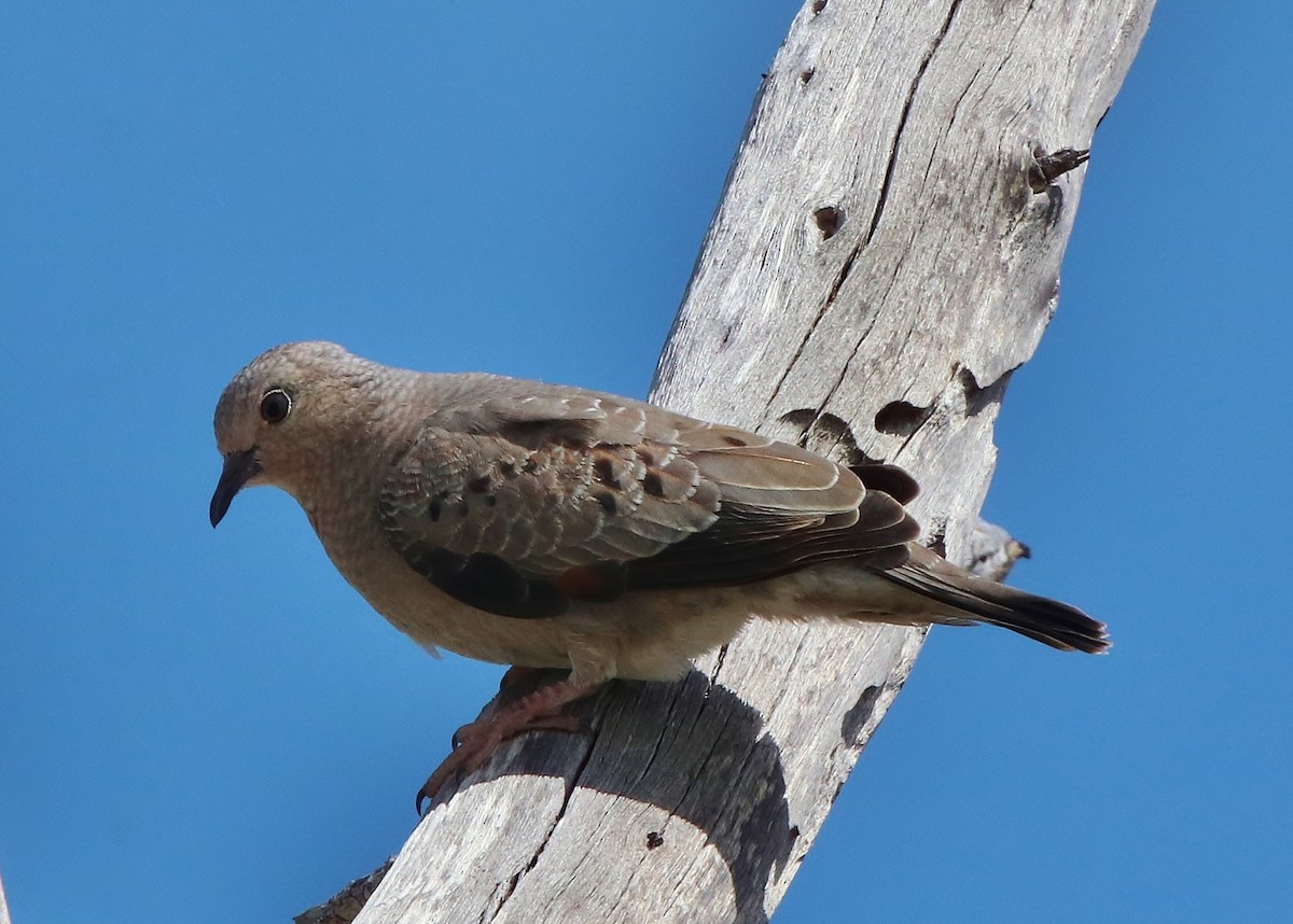 Common Ground Dove - ML152900151