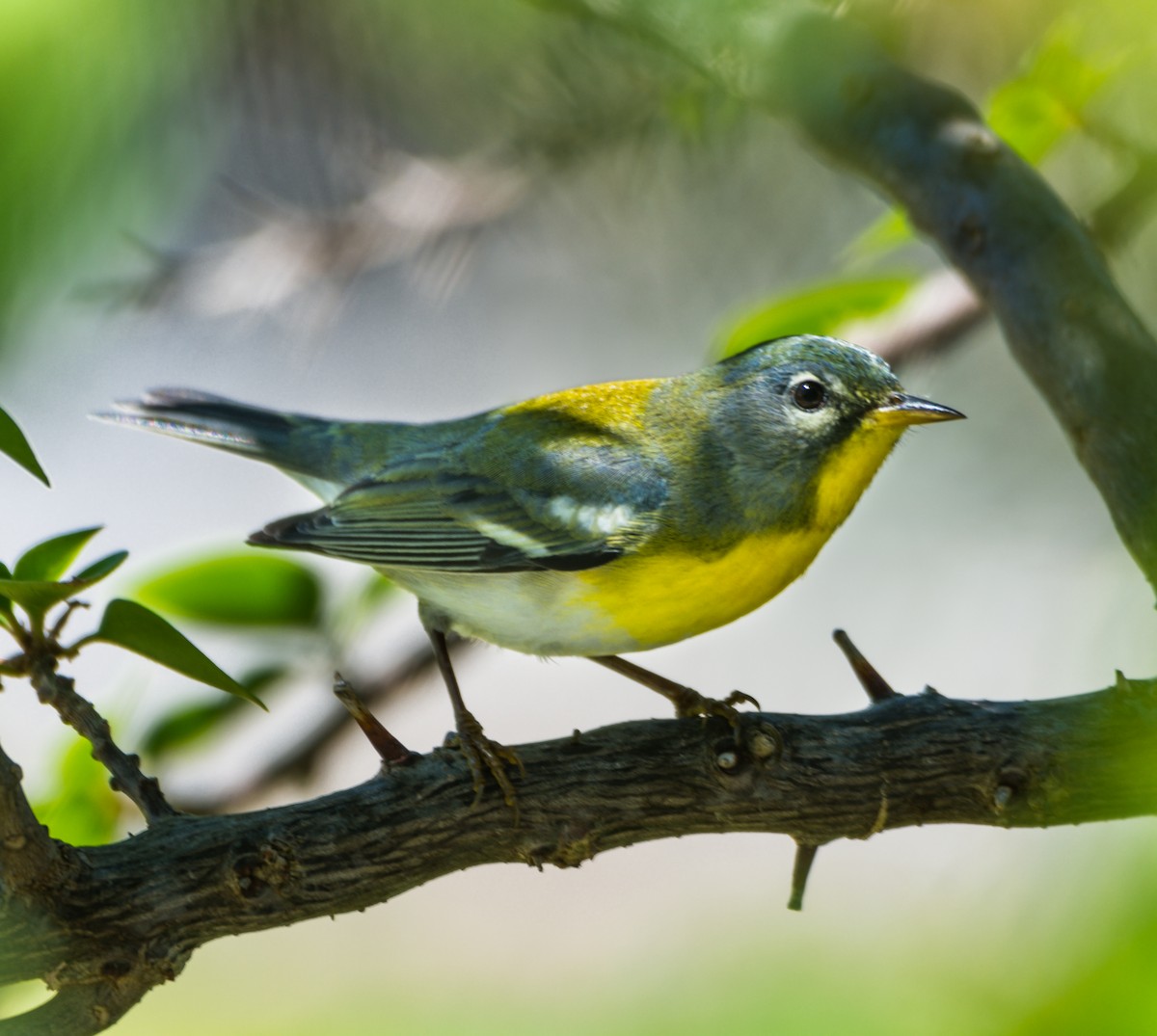 Northern Parula - ML152900901