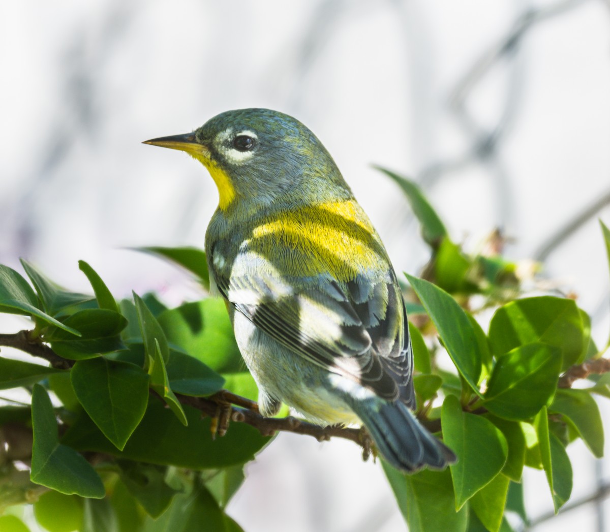 Northern Parula - ML152901151