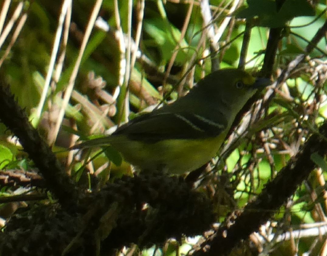 White-eyed Vireo - Bill Pranty