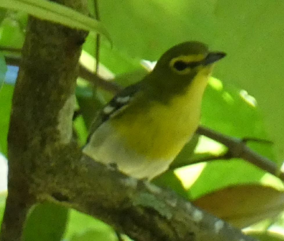 Yellow-throated Vireo - ML152901491