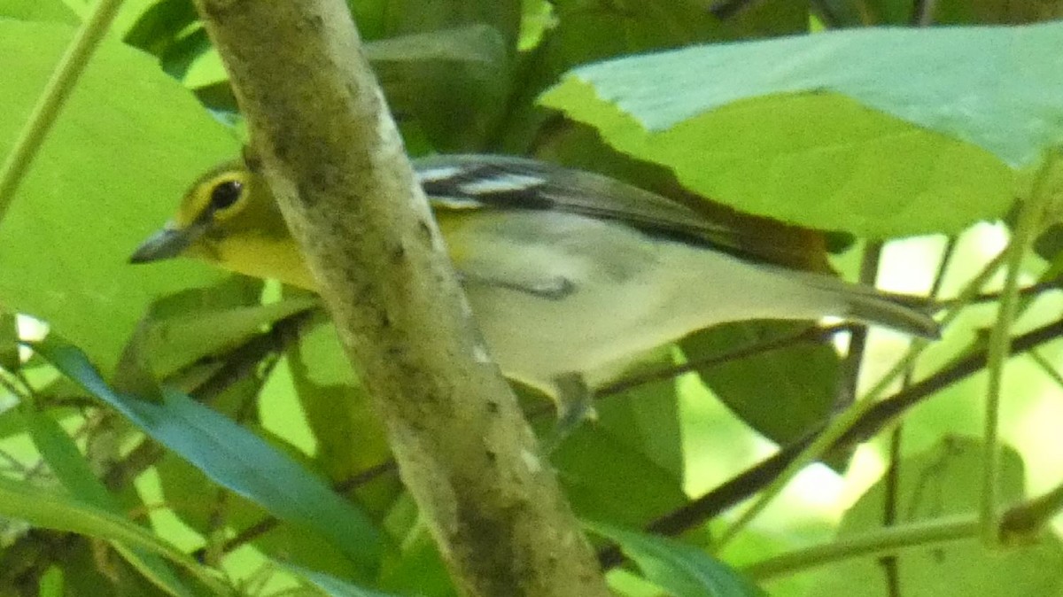 Yellow-throated Vireo - ML152901561