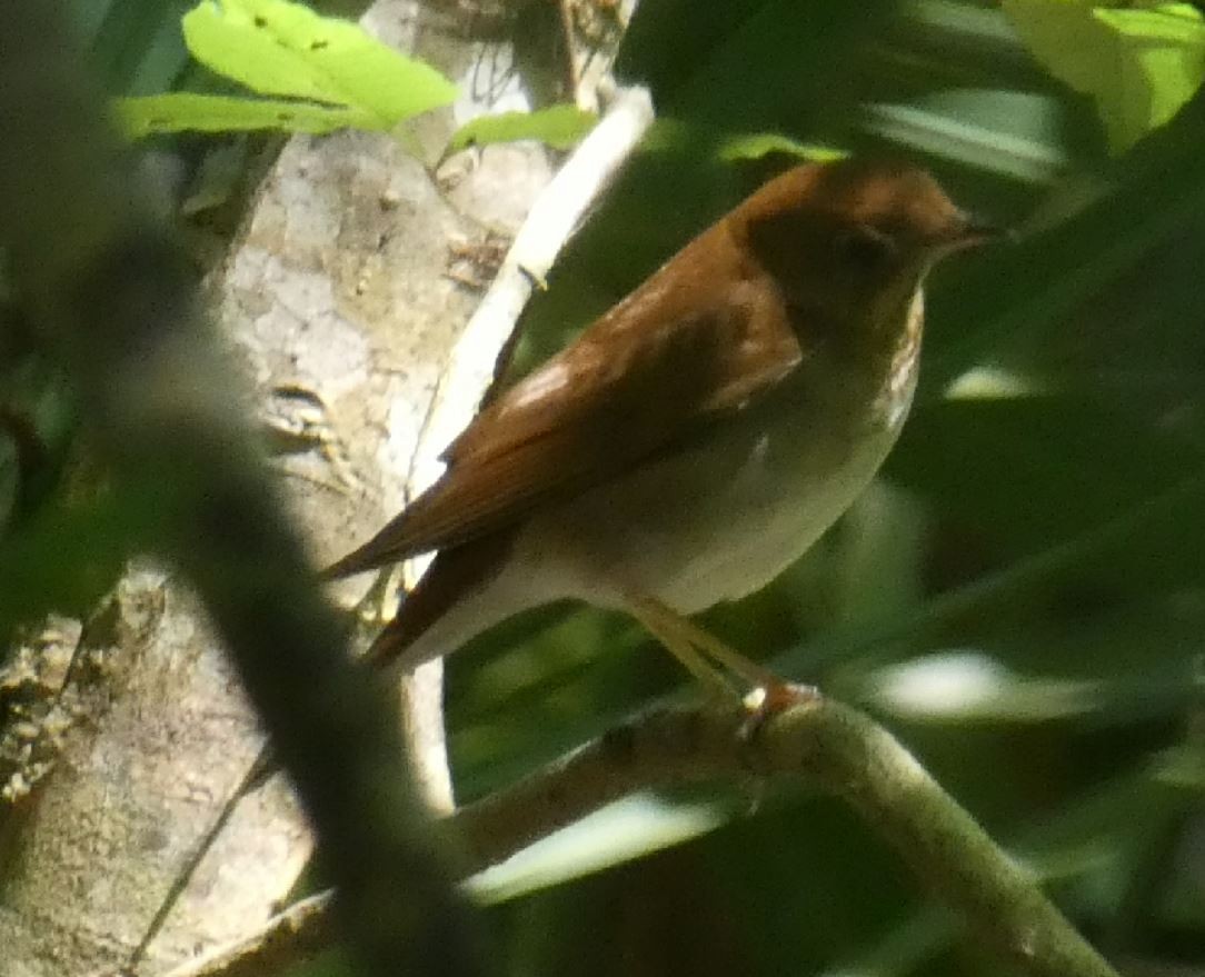 Veery - ML152901661