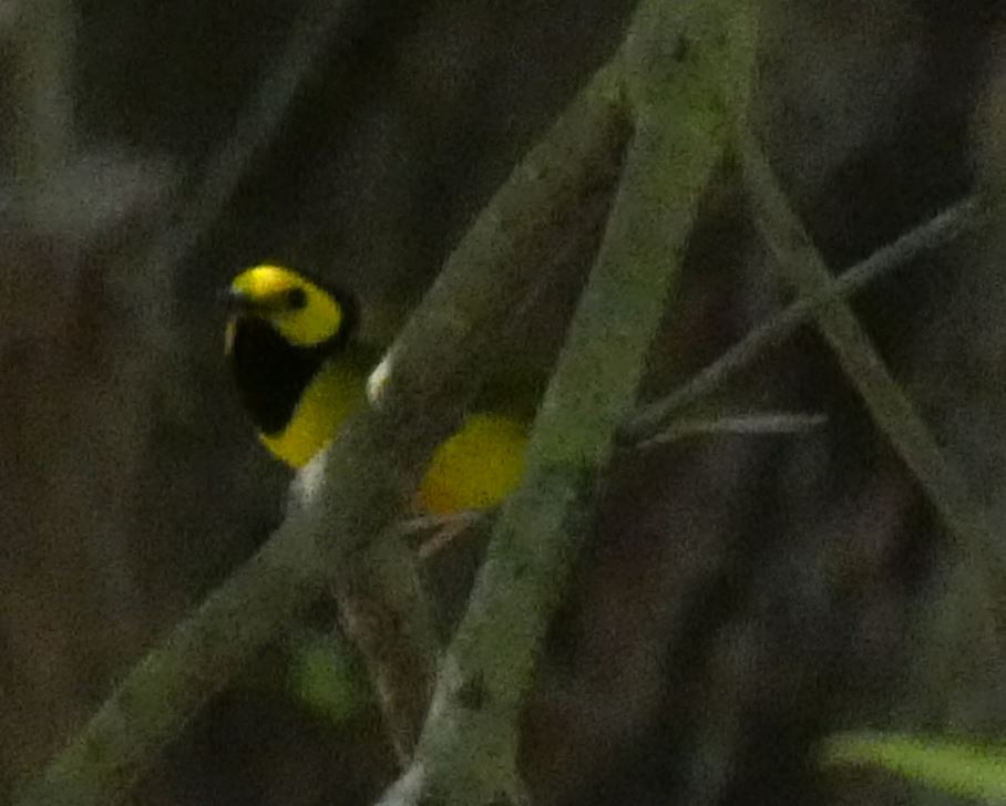 Hooded Warbler - ML152901981