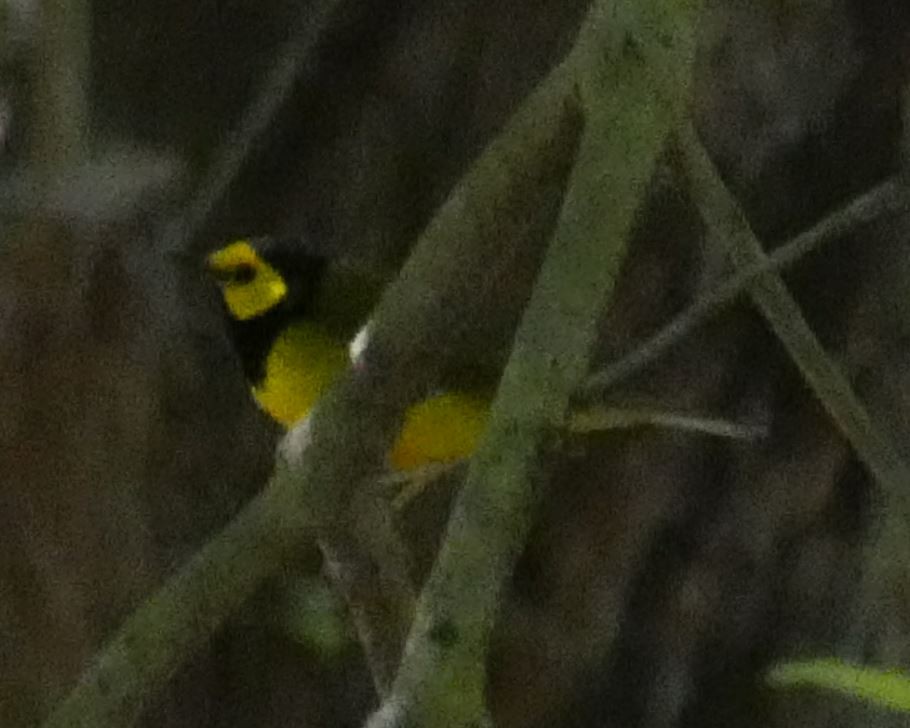 Hooded Warbler - ML152902001