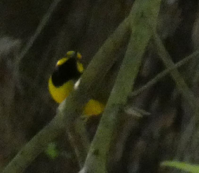 Hooded Warbler - ML152902021