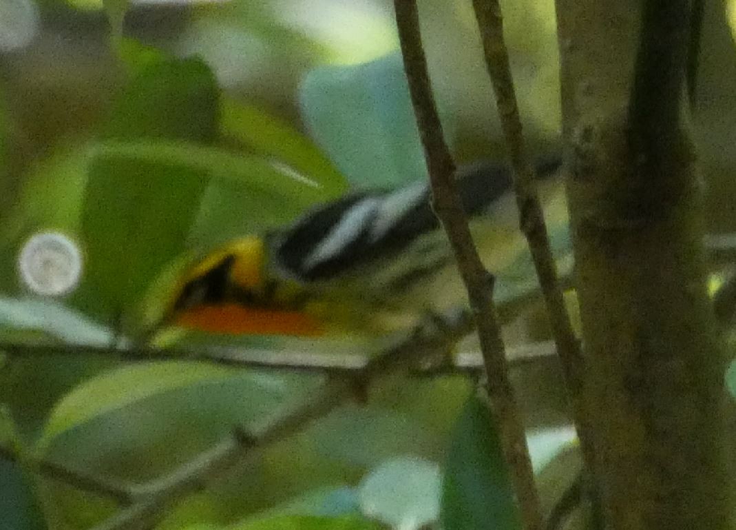 Blackburnian Warbler - ML152902171