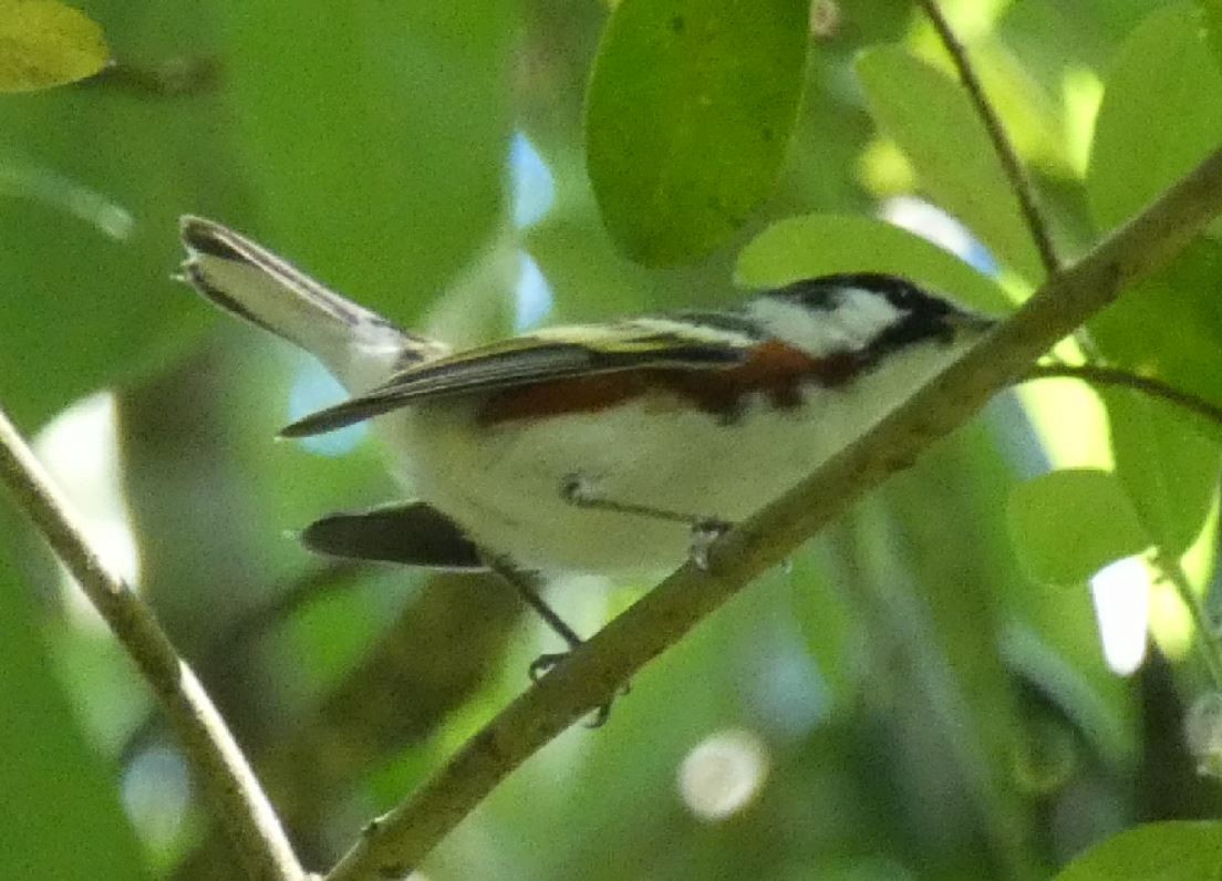 Chestnut-sided Warbler - ML152902241