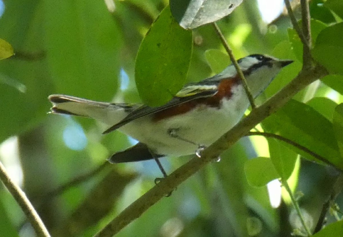 Chestnut-sided Warbler - ML152902251