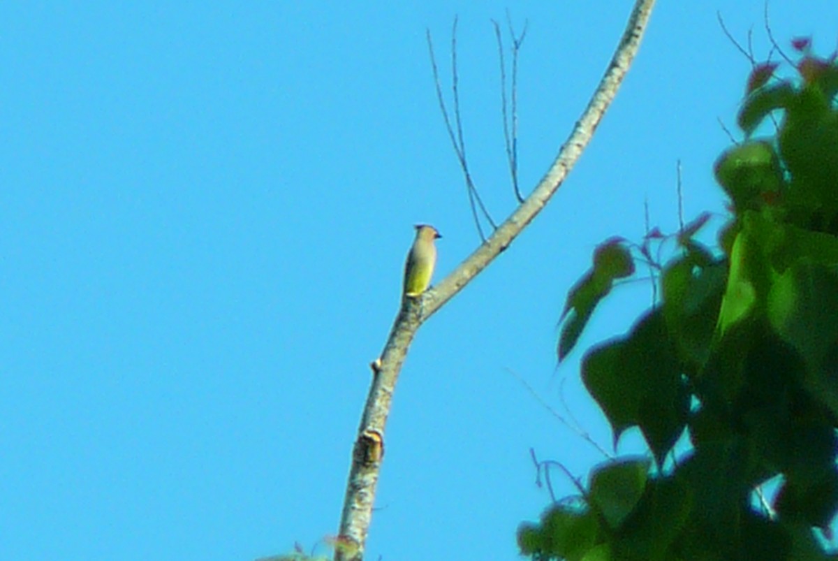 Cedar Waxwing - ML152902301