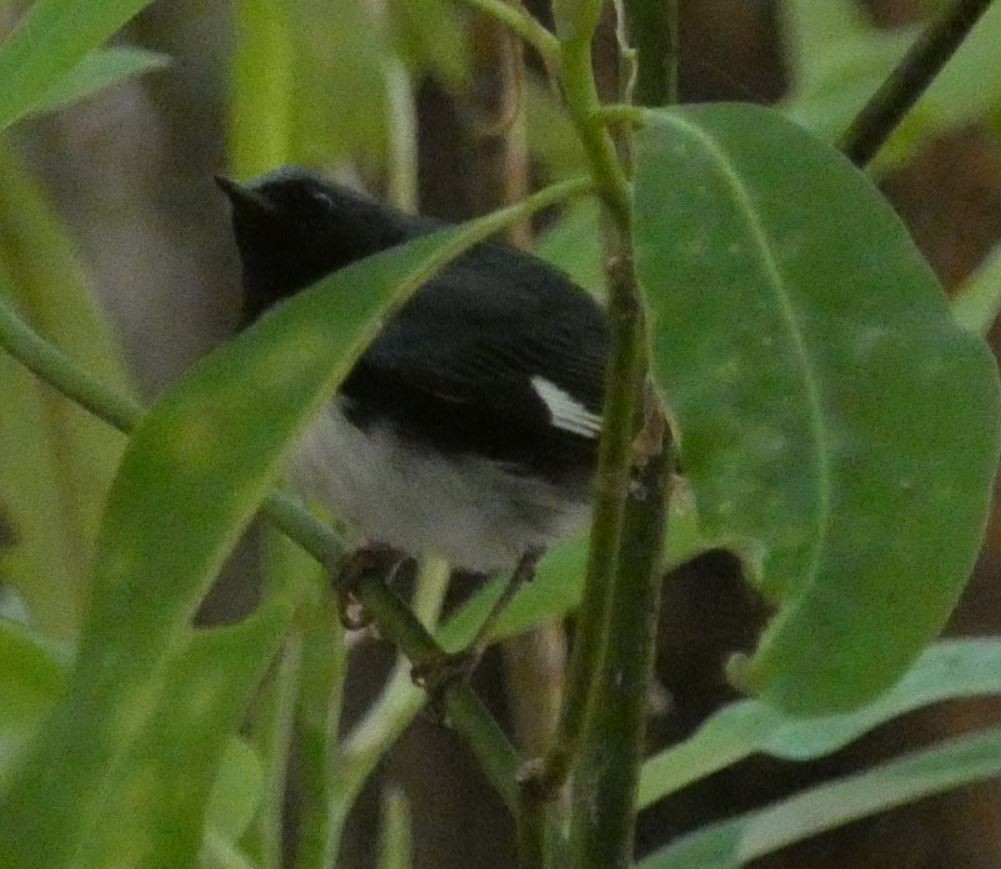 Black-throated Blue Warbler - ML152902401