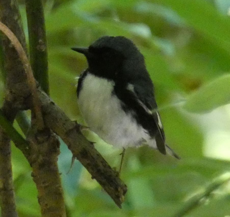 Black-throated Blue Warbler - ML152902501