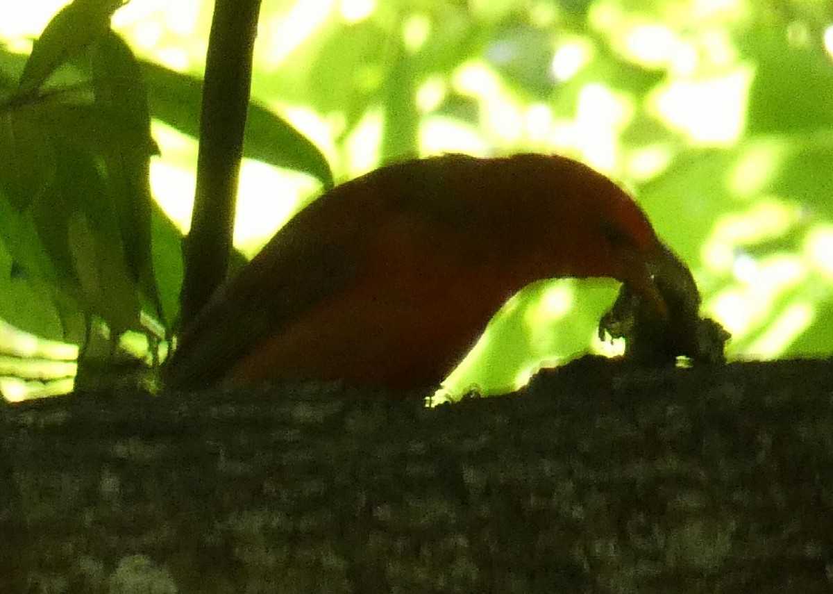 Summer Tanager - ML152902671