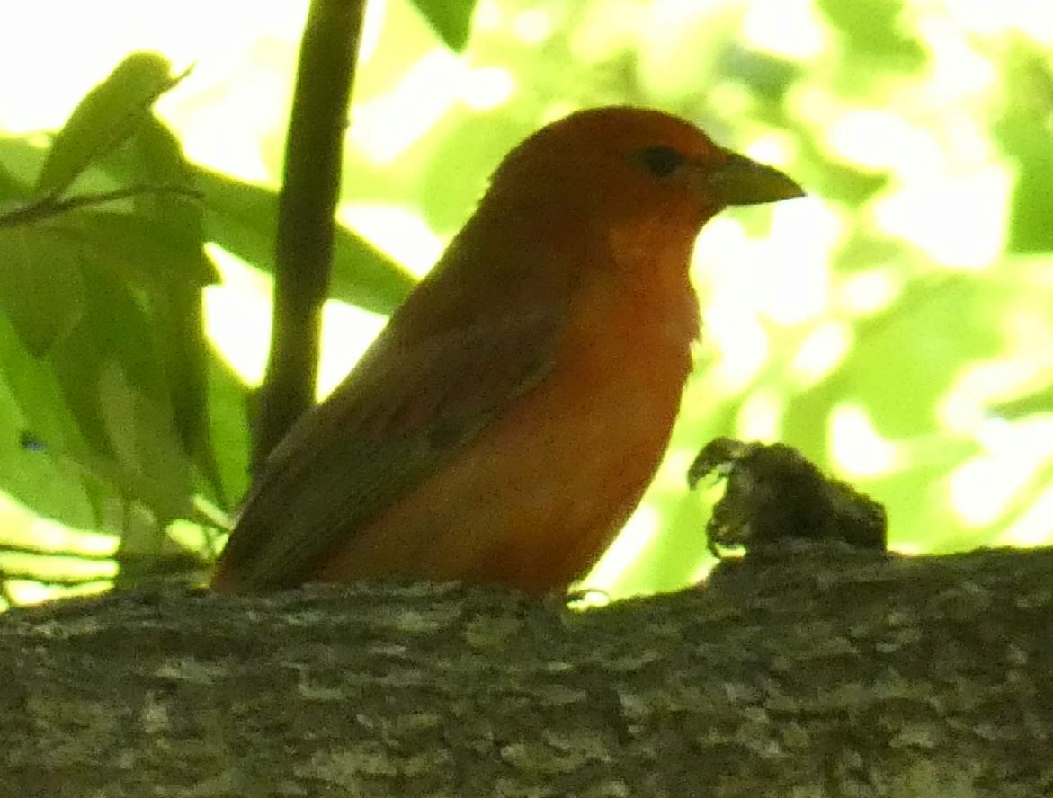 Summer Tanager - Bill Pranty