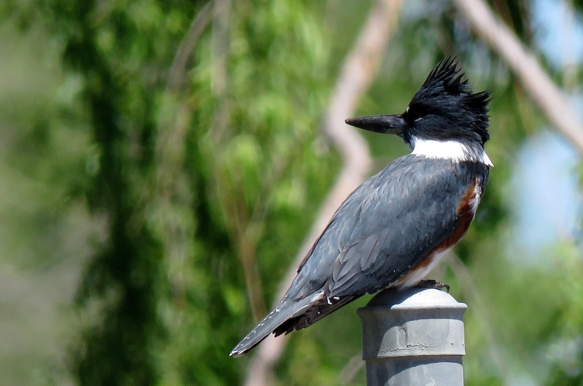Belted Kingfisher - ML152902871
