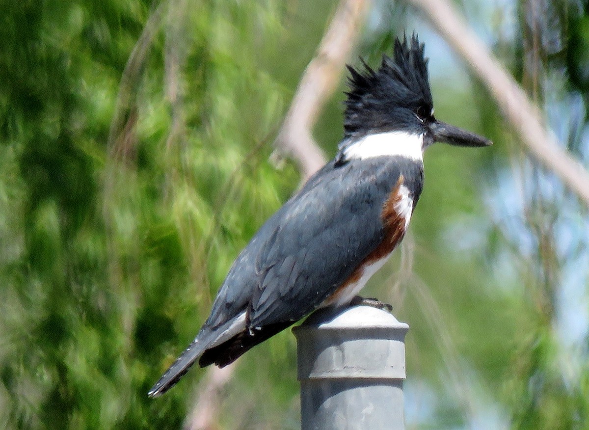 Belted Kingfisher - ML152903081