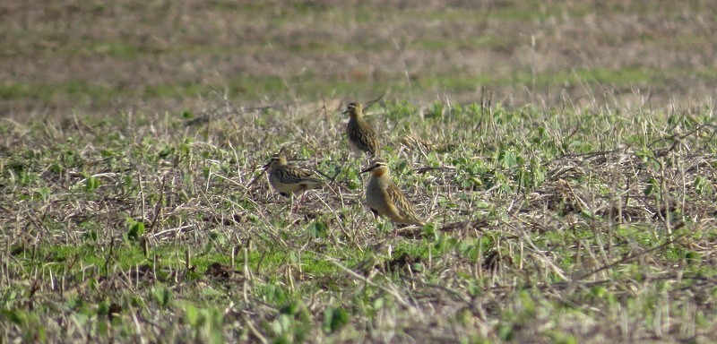 Tawny-throated Dotterel - ML152904001