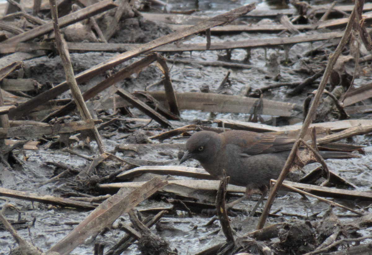 Rusty Blackbird - ML152904091