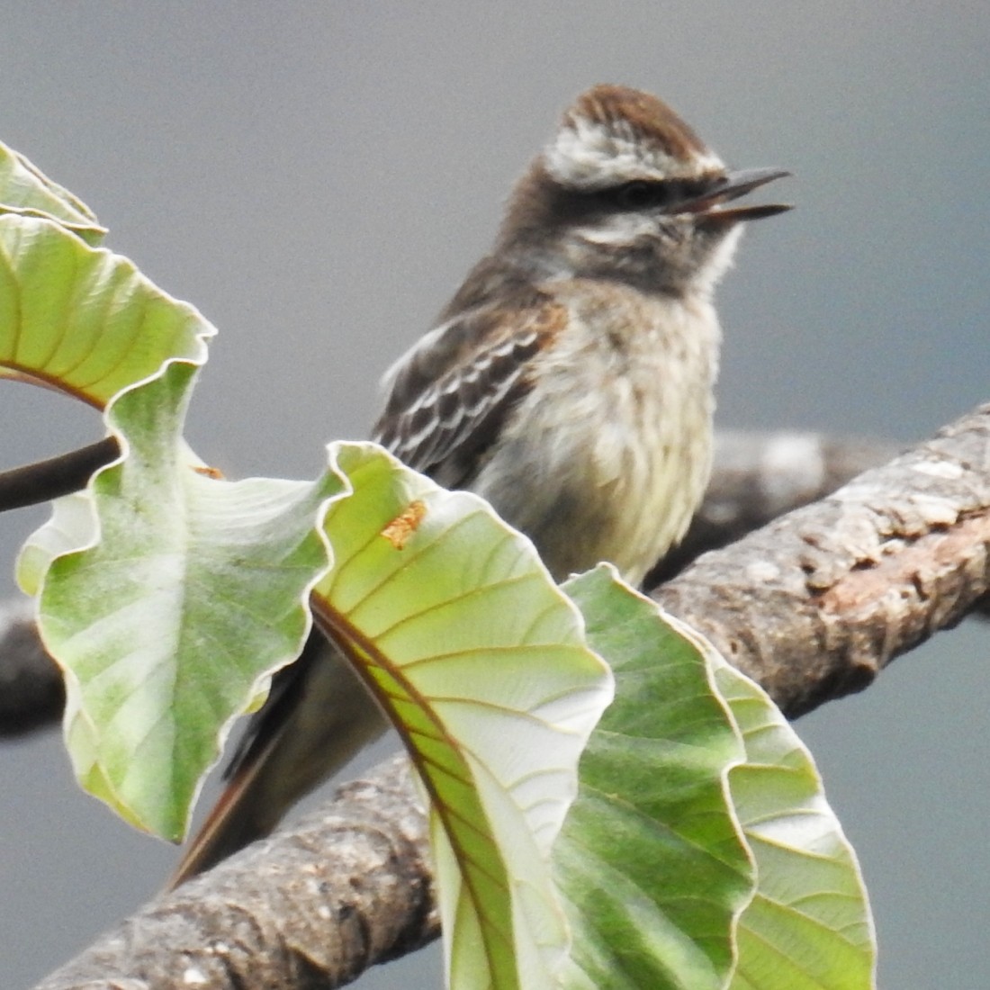 Variegated Flycatcher - ML152904151