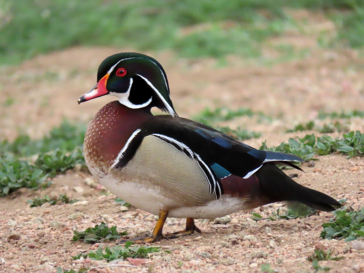 Wood Duck - ML152904291