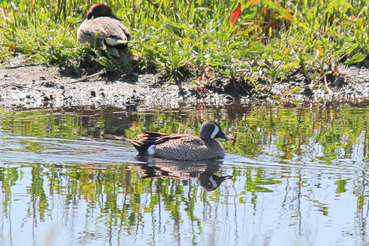 Blue-winged Teal - ML152904881