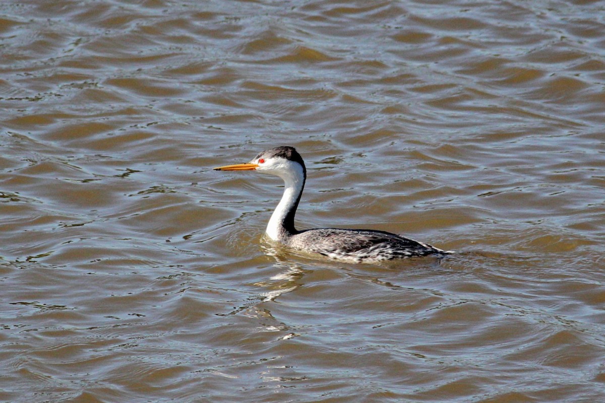 Clark's Grebe - ML152904971