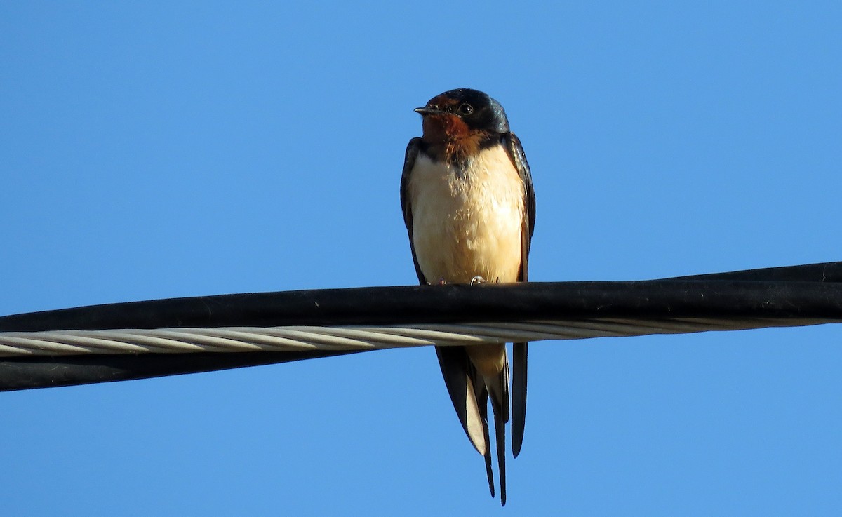 Barn Swallow - ML152905111