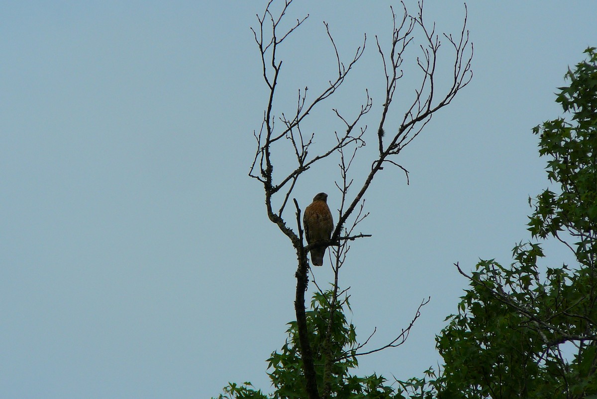 Red-shouldered Hawk - ML152905291