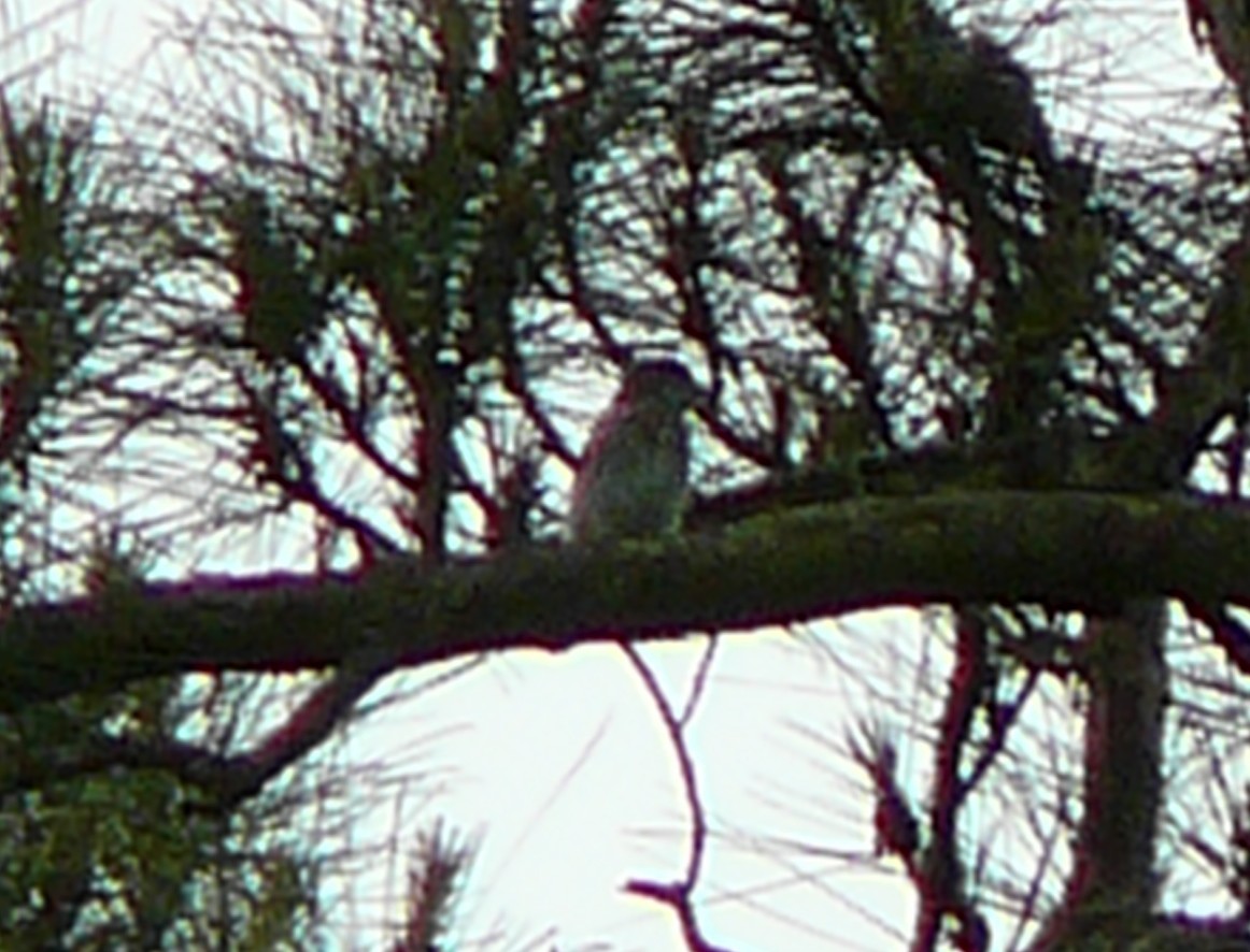 House Finch - ML152905661