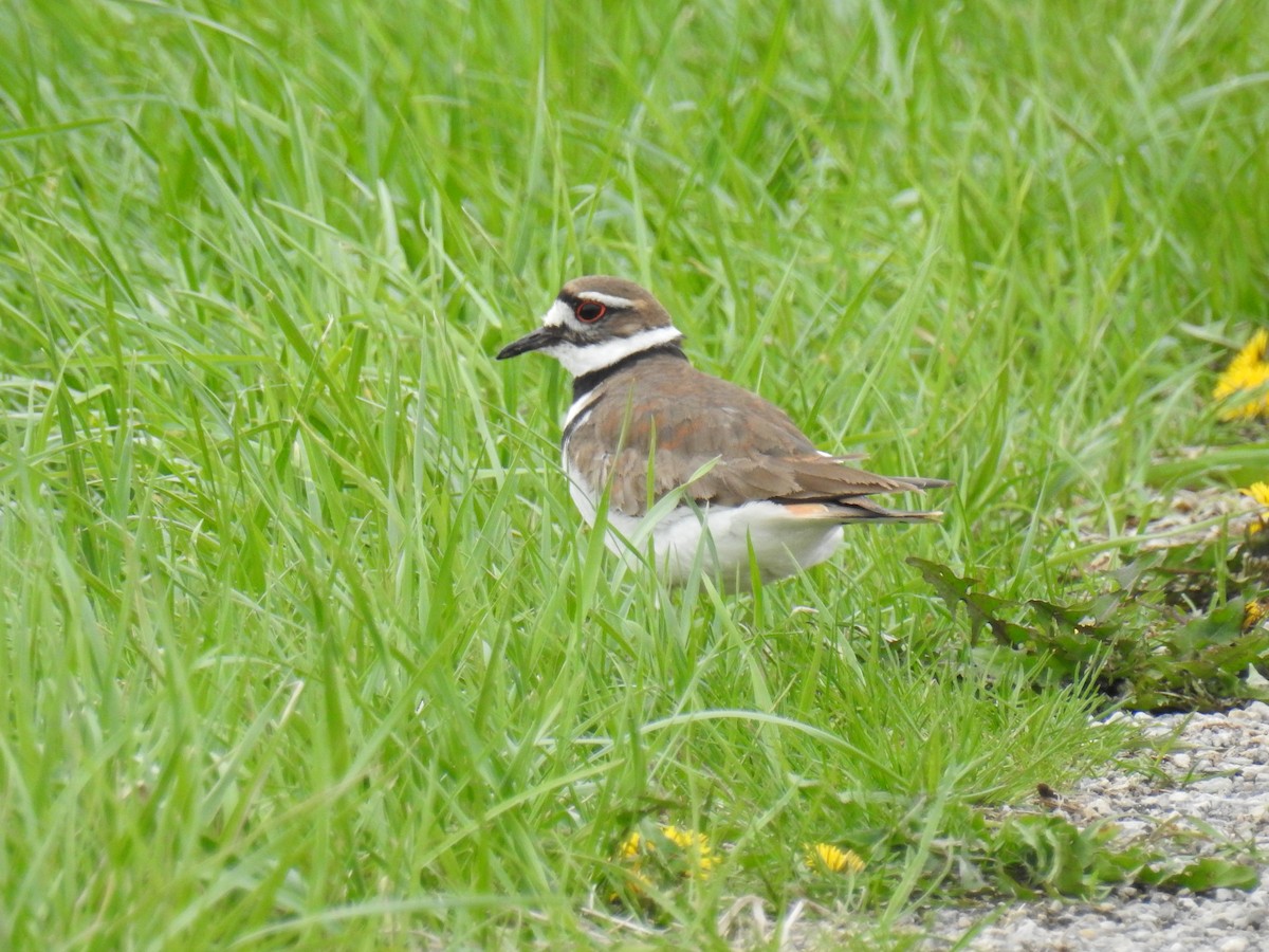 Killdeer - James Holsinger