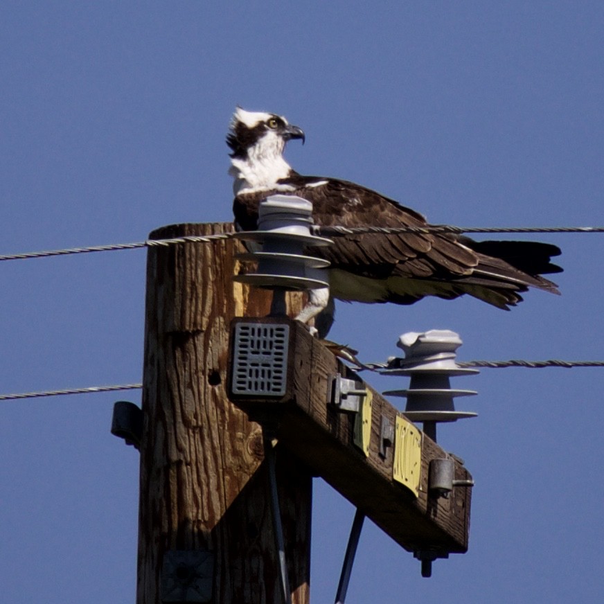 Osprey - ML152905891