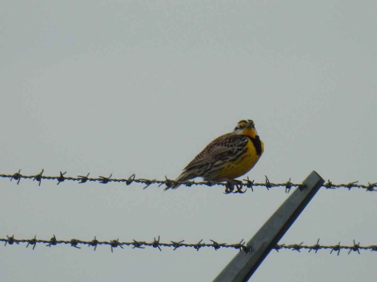 Eastern Meadowlark - ML152906011