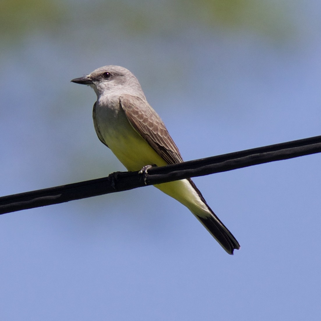 Western Kingbird - ML152906131