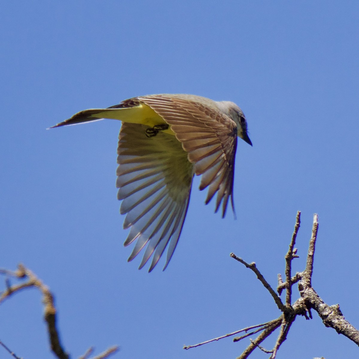 Schmalschnabel-Königstyrann - ML152906151