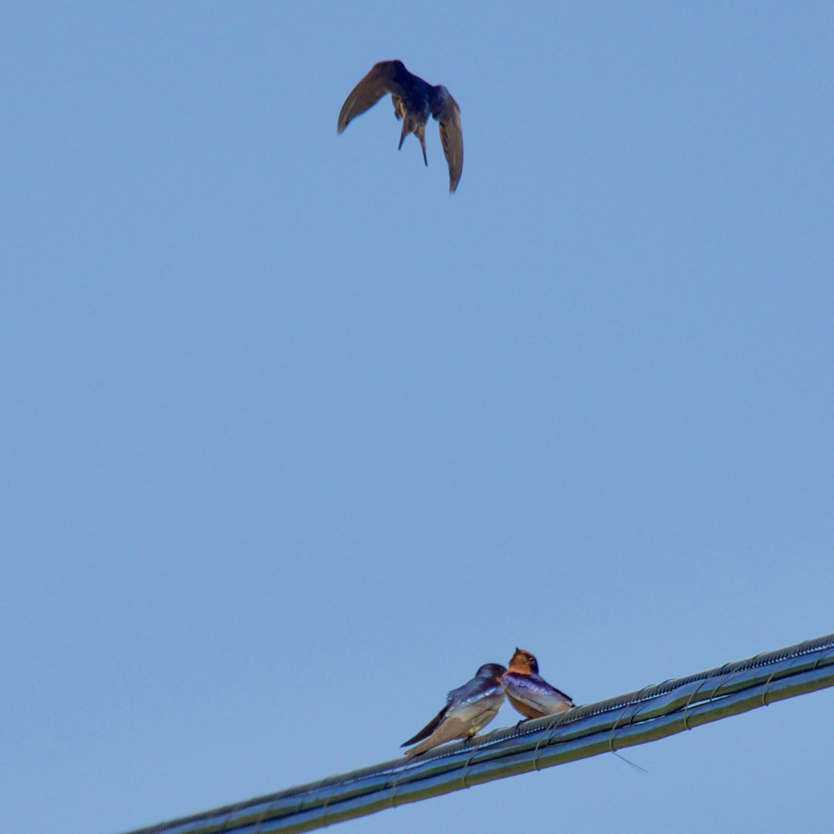 Barn Swallow - ML152906351