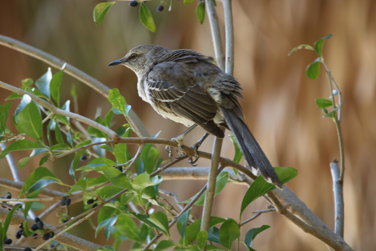 Bahama Mockingbird - Roger Smith