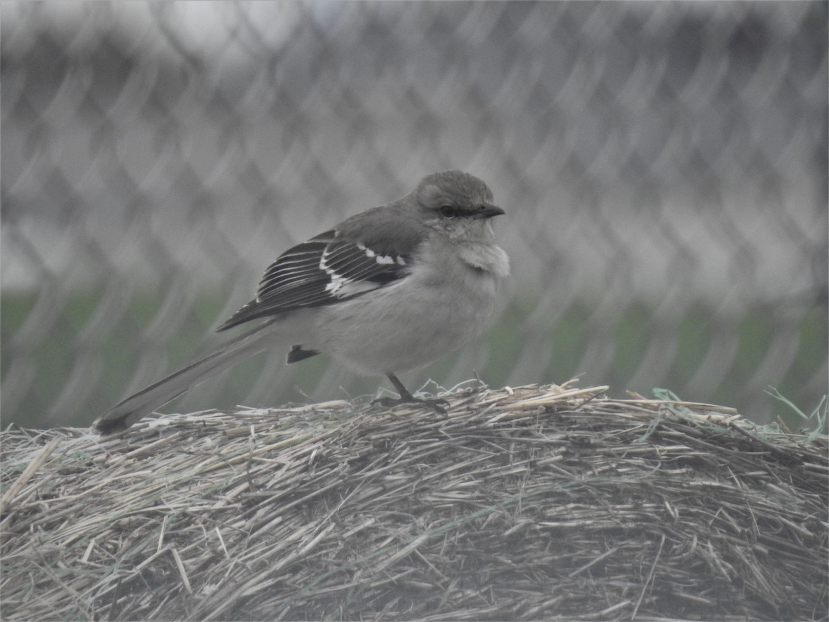 Northern Mockingbird - ML152906971