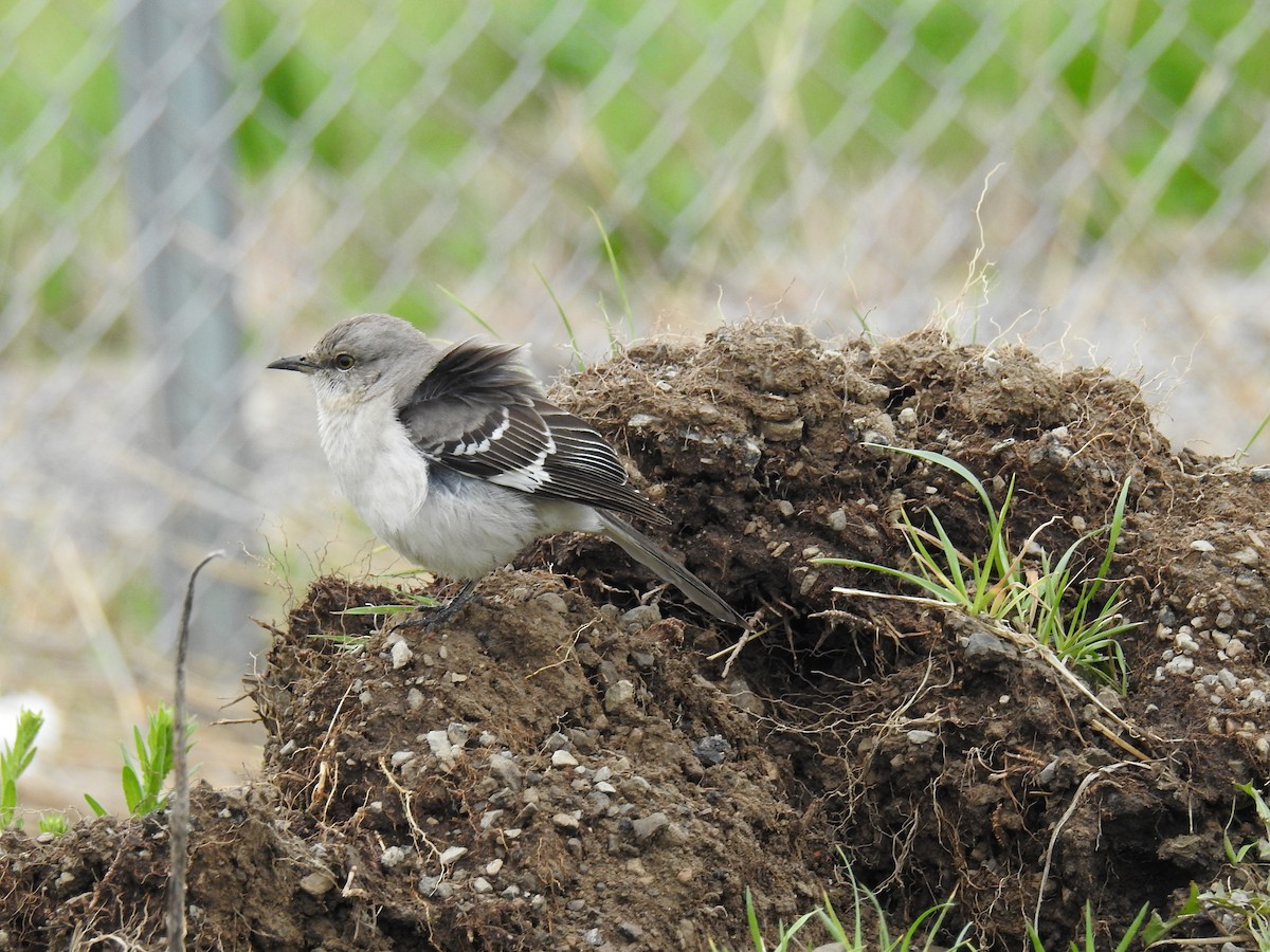 Northern Mockingbird - ML152907141