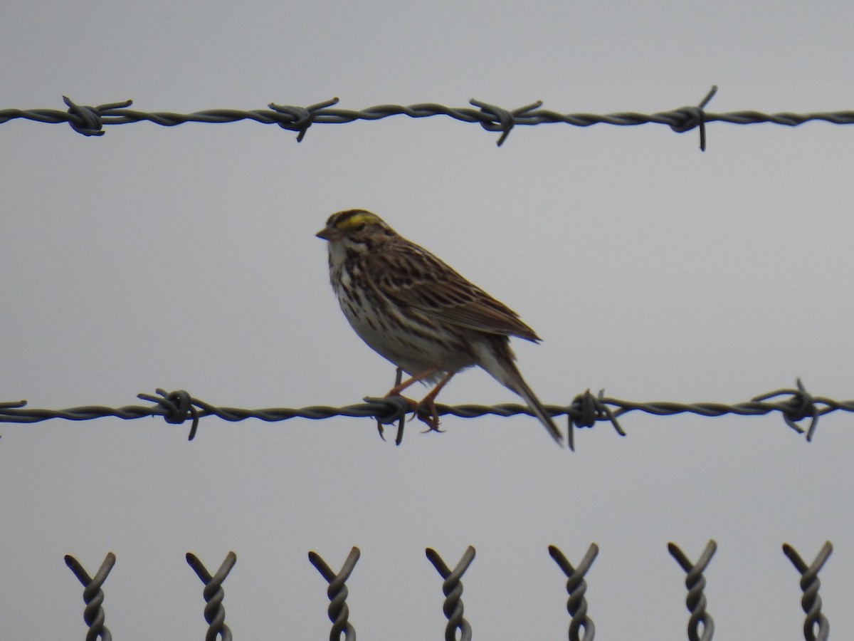 Savannah Sparrow - ML152908021