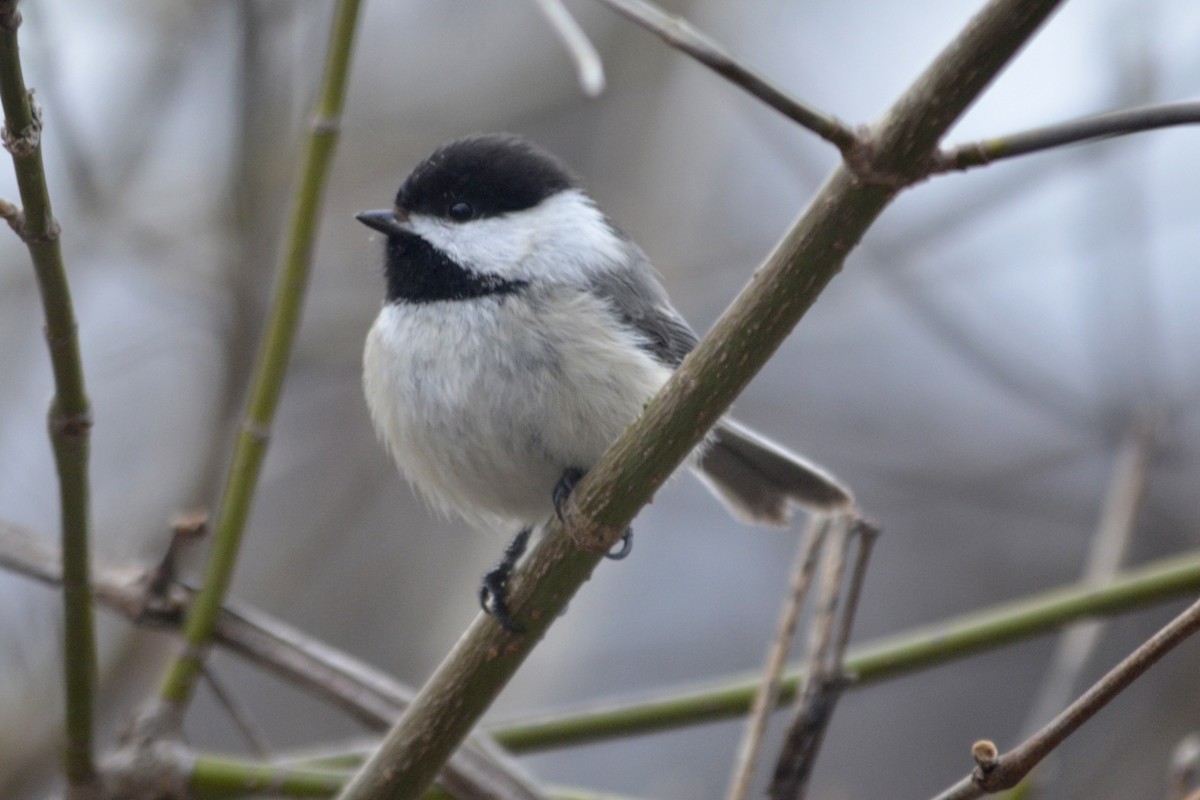 Black-capped Chickadee - Larry Clarfeld